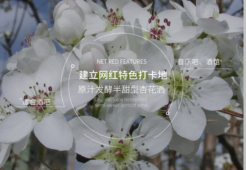 醉人杏花香交織醇甜的酒香